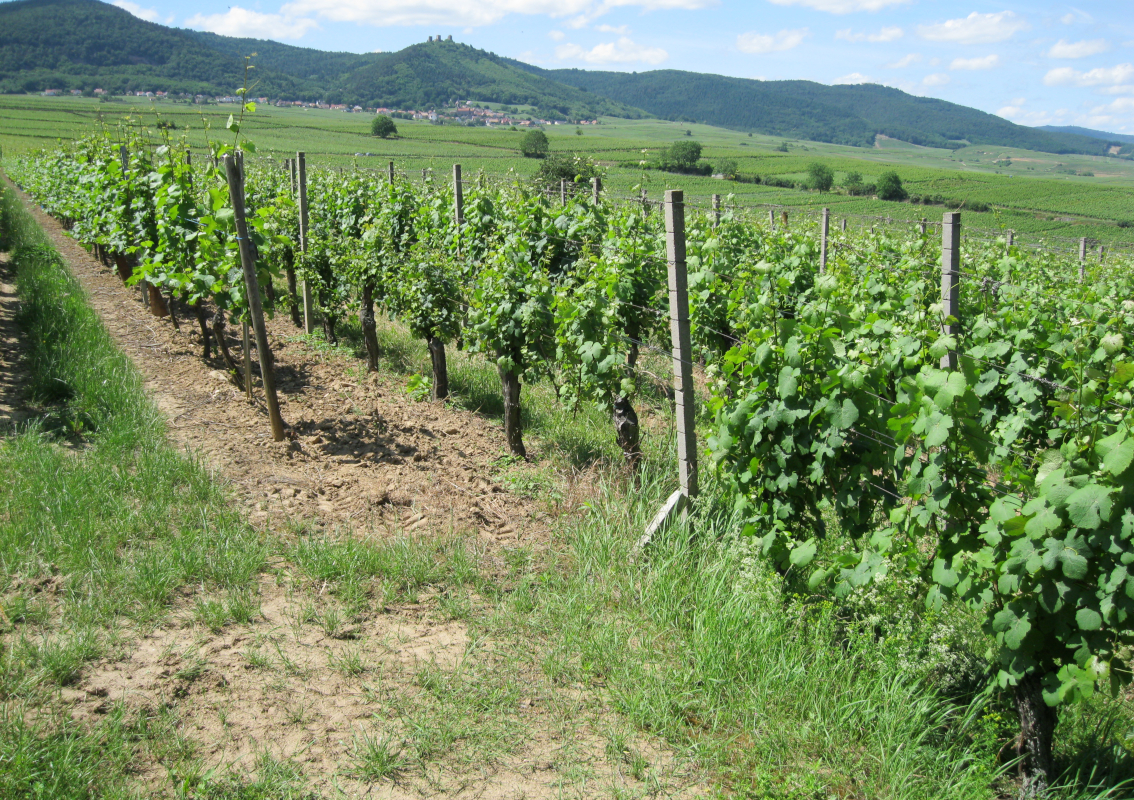 Vins d'Alsace biologique (bio) - Colmar - Eguisheim - Obermorschwihr